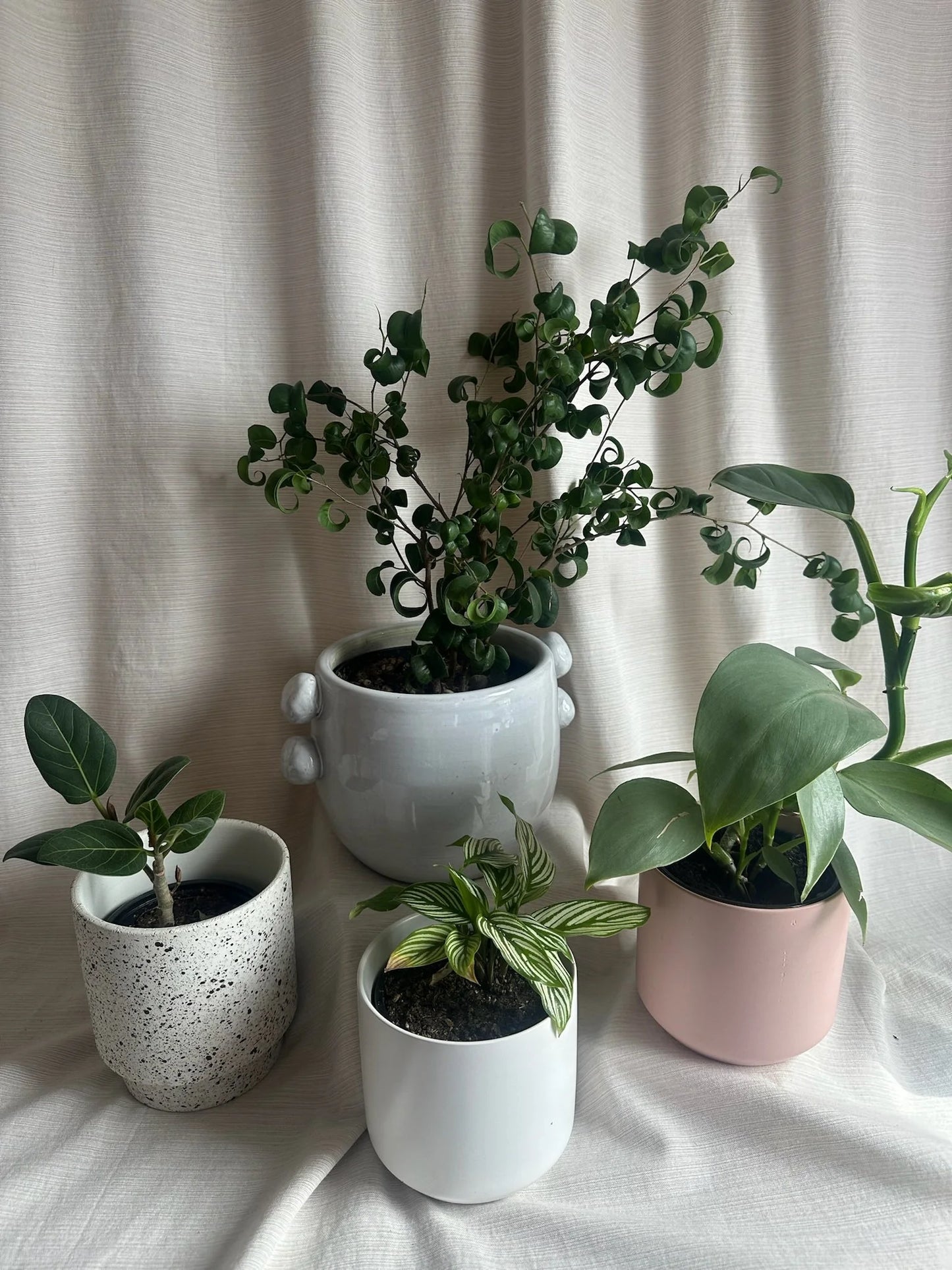 Potted Plant
