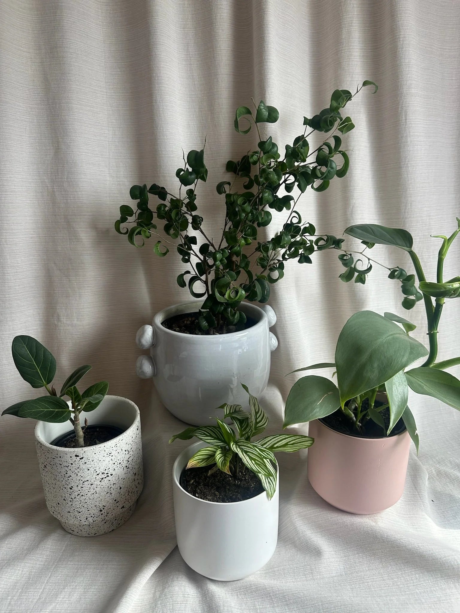 Potted Plant